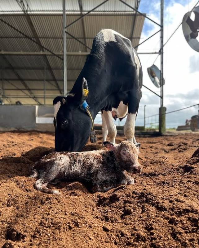 Fazenda Avelan - Sergipe