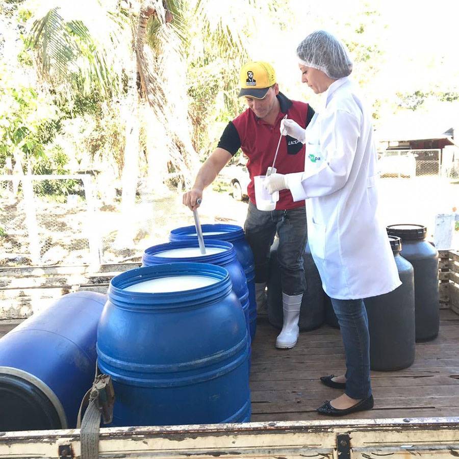 Pesquisas da Embrapa apontam melhoria da qualidade do leite em Rondônia