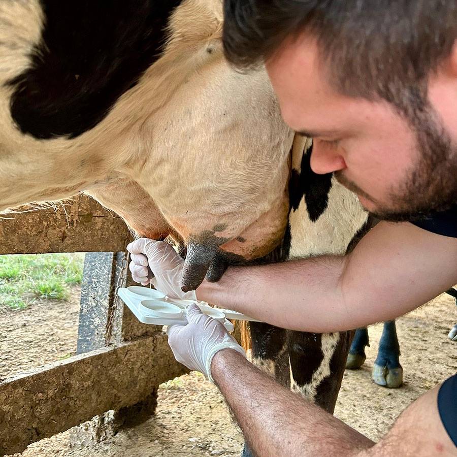 Pesquisas da Embrapa apontam melhoria da qualidade do leite em Rondônia