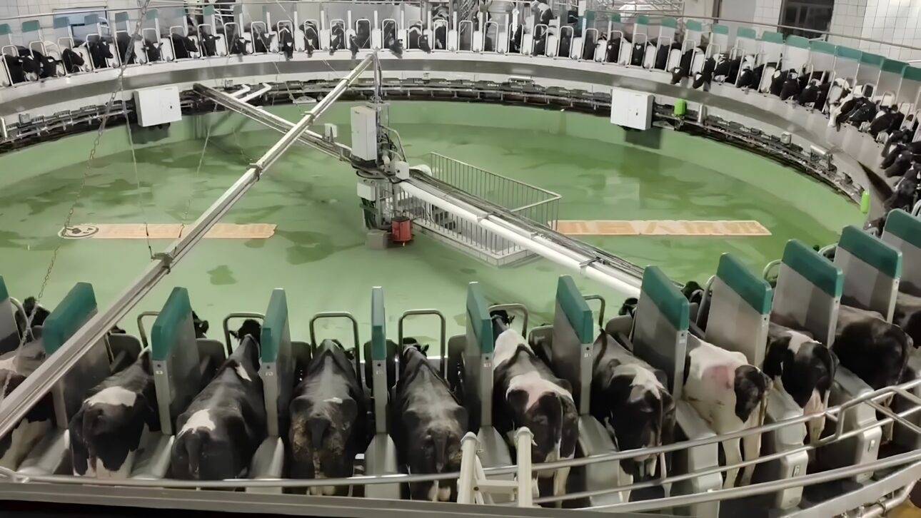 Como a China usa automação de ponta para ordenhar 5 mil vacas por dia
