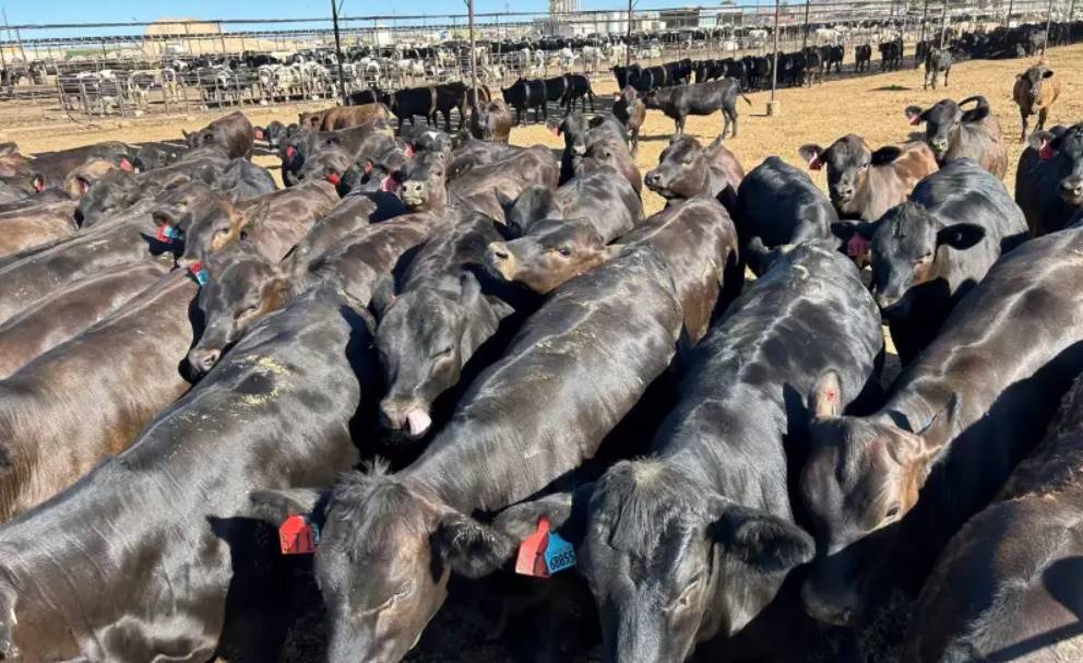 beef-on-dairy