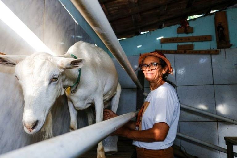 Os impactos positivos do PAA Leite nos agricultores familiares do semiárido brasileiro