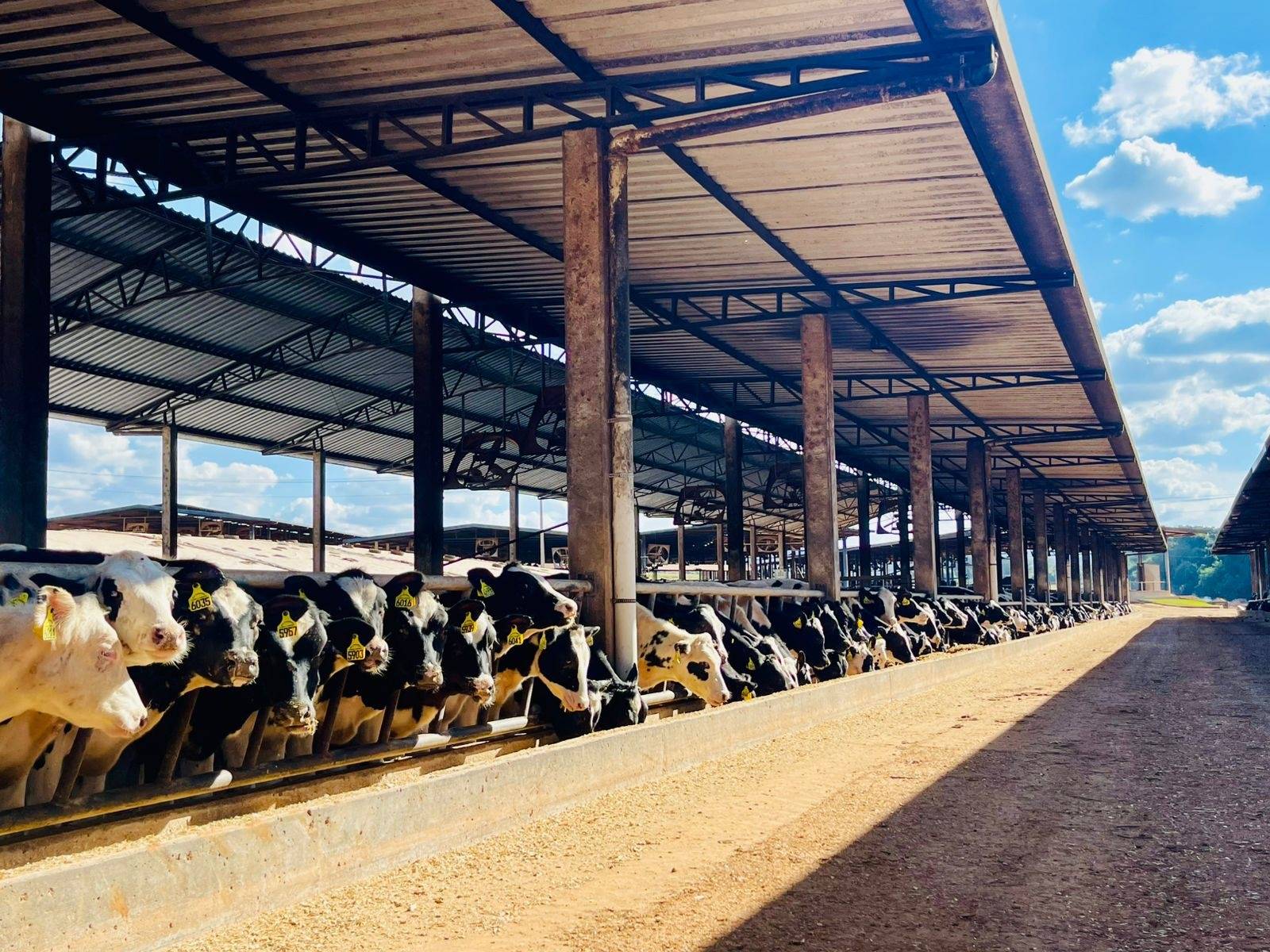 fazenda figueireda riacho
