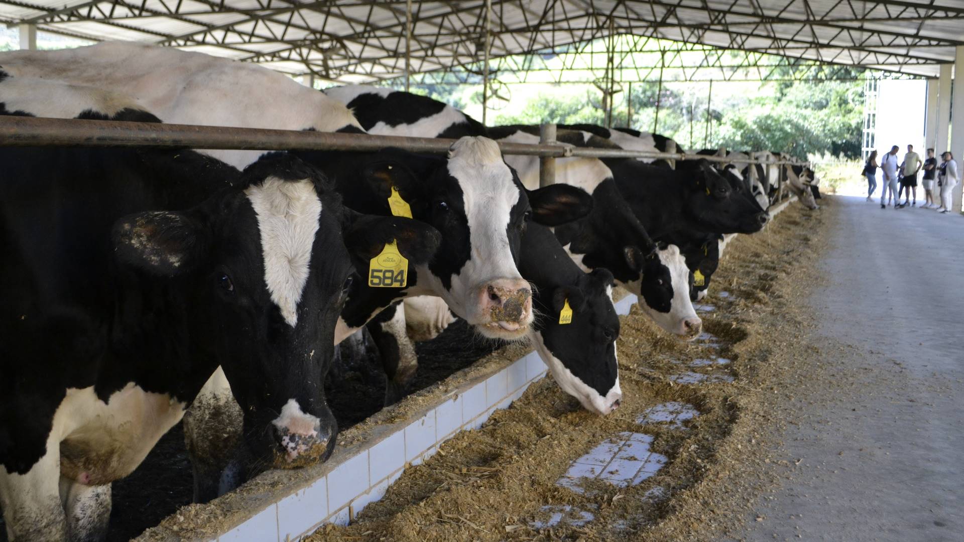Fazenda Atalaia: tradição, turismo e a revolução do roteiro do queijo paulista