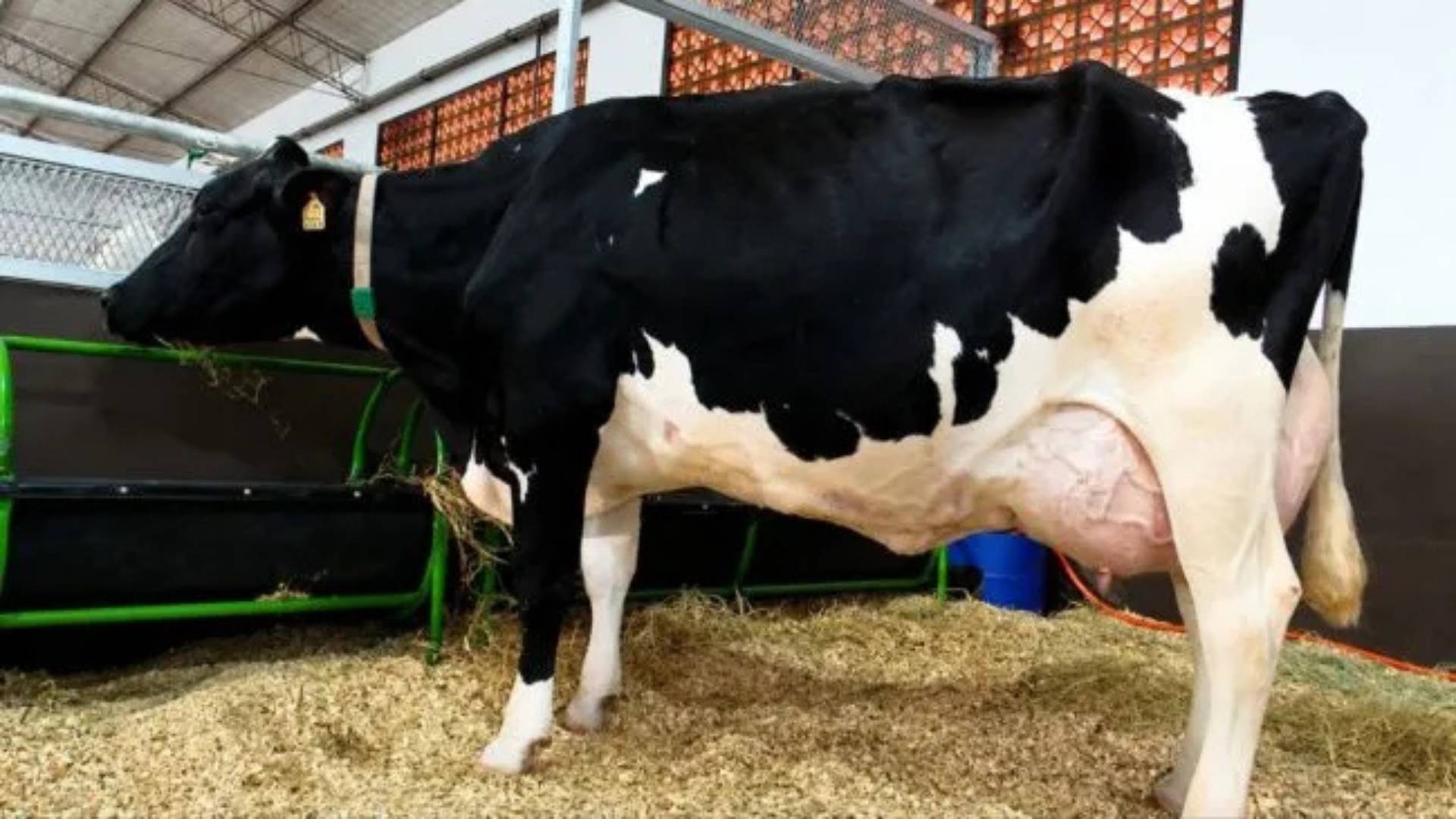 Vaca paraguaia produz 108 litros de leite em três ordenhas e quebra recorde histórico