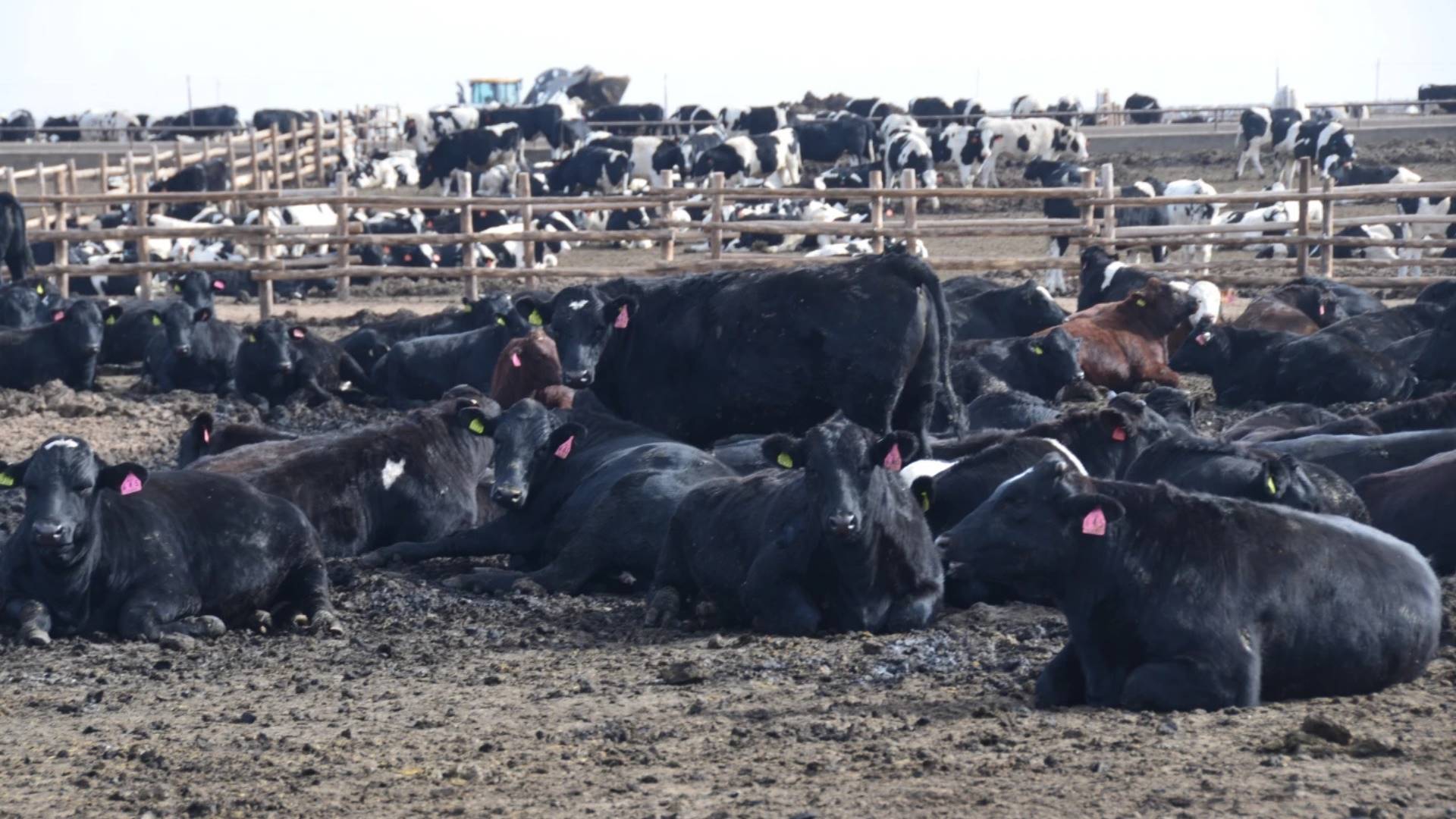 Alta da carne bovina sustenta produtores de leite nos EUA, mas exige cautela