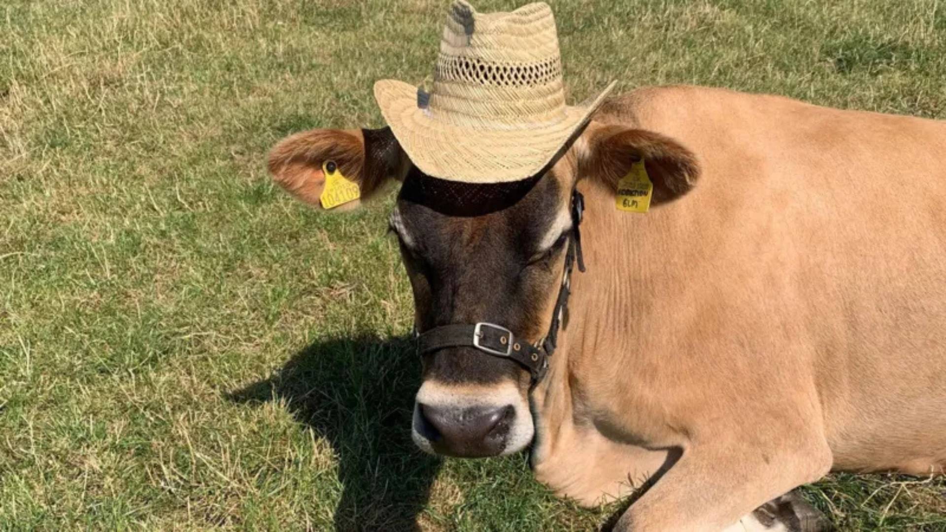 Curiosidade: adolescente cria negócio de lácteos com apenas uma vaca