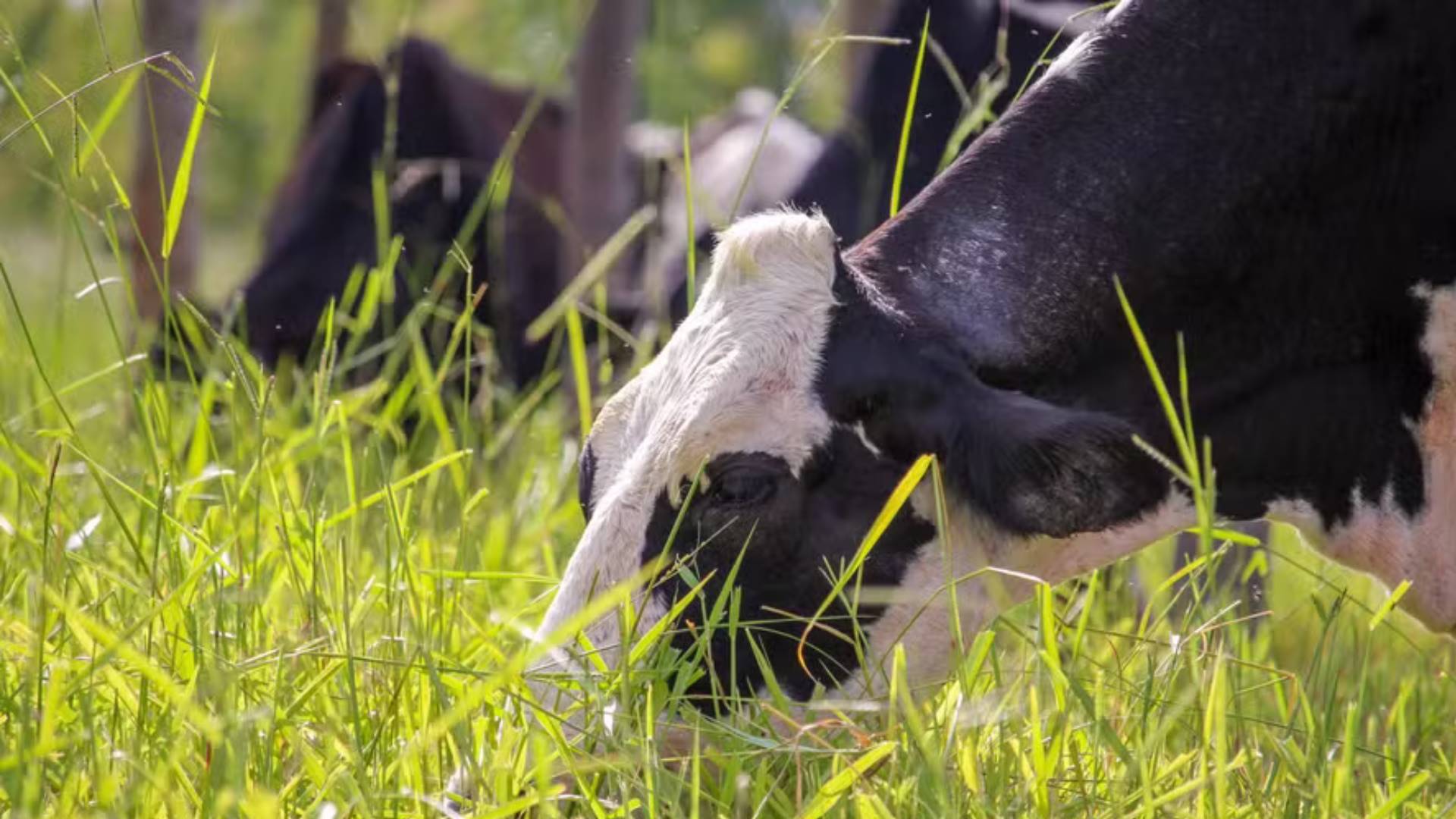 Com novo caso de raiva bovina, SC já tem 27 mortes pela doença em 2026