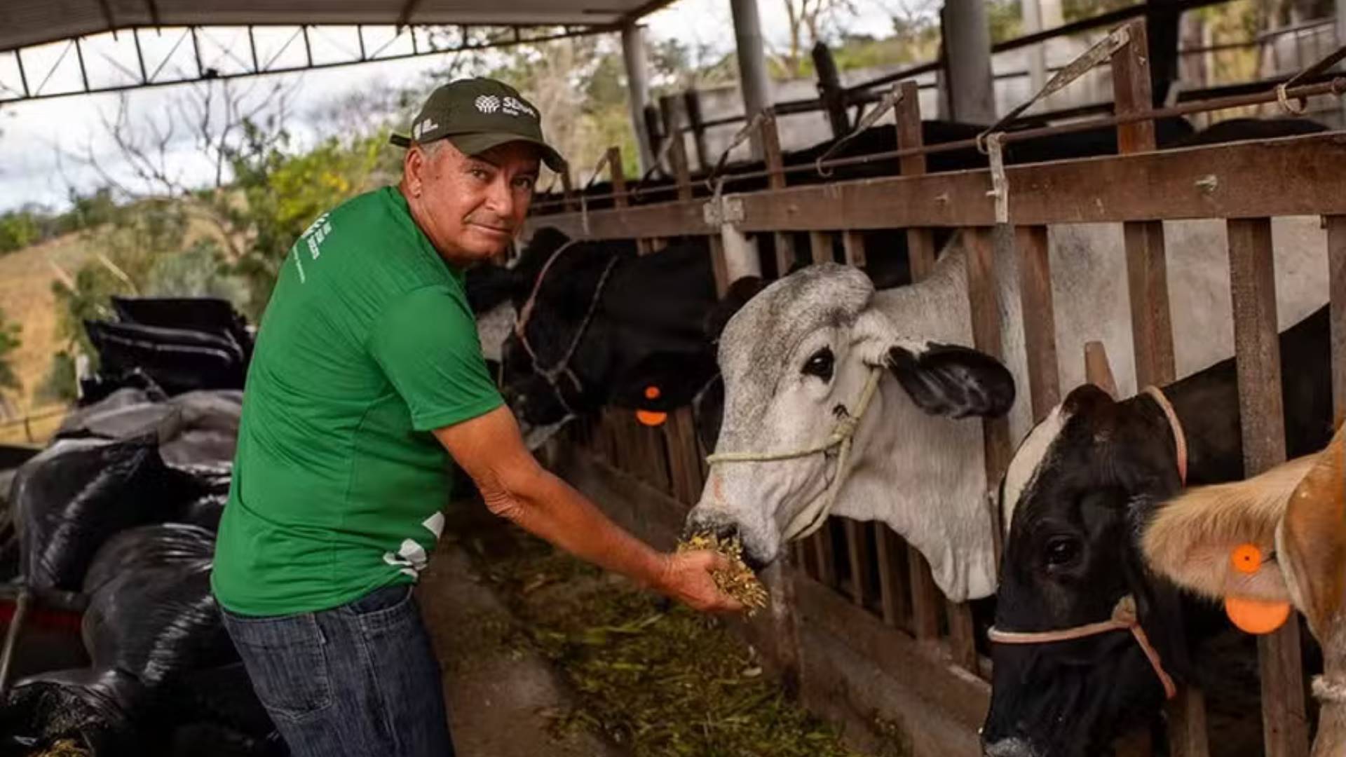 Fazenda no semiárido baiano aumenta produção de leite em seis vezes com manejo forrageiro