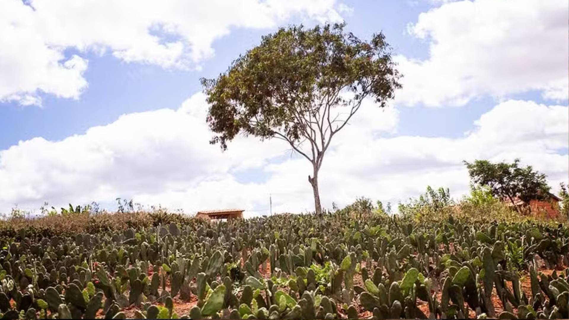 Fazenda no semiárido baiano aumenta produção de leite em seis vezes com manejo forrageiro