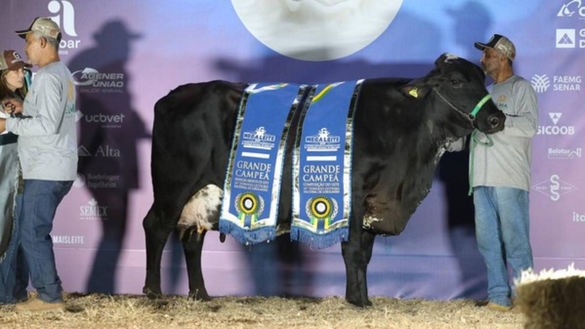 Curiosidade: tratada como atleta, vaca bate recorde ao produzir 112 kg de leite em um só dia