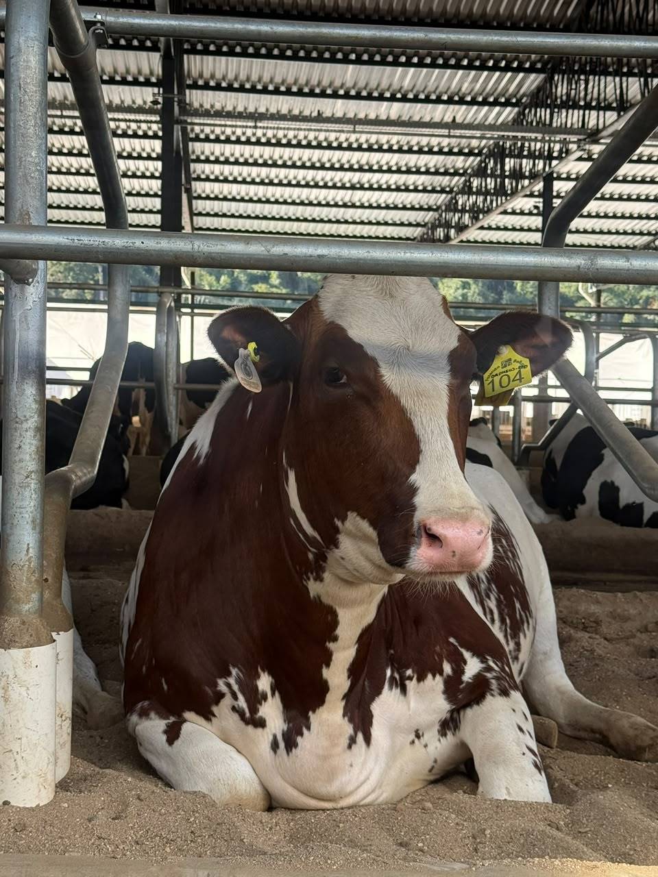Fazenda Belluzzi vira fenômeno nas redes com produção guiada por dados e economia circular