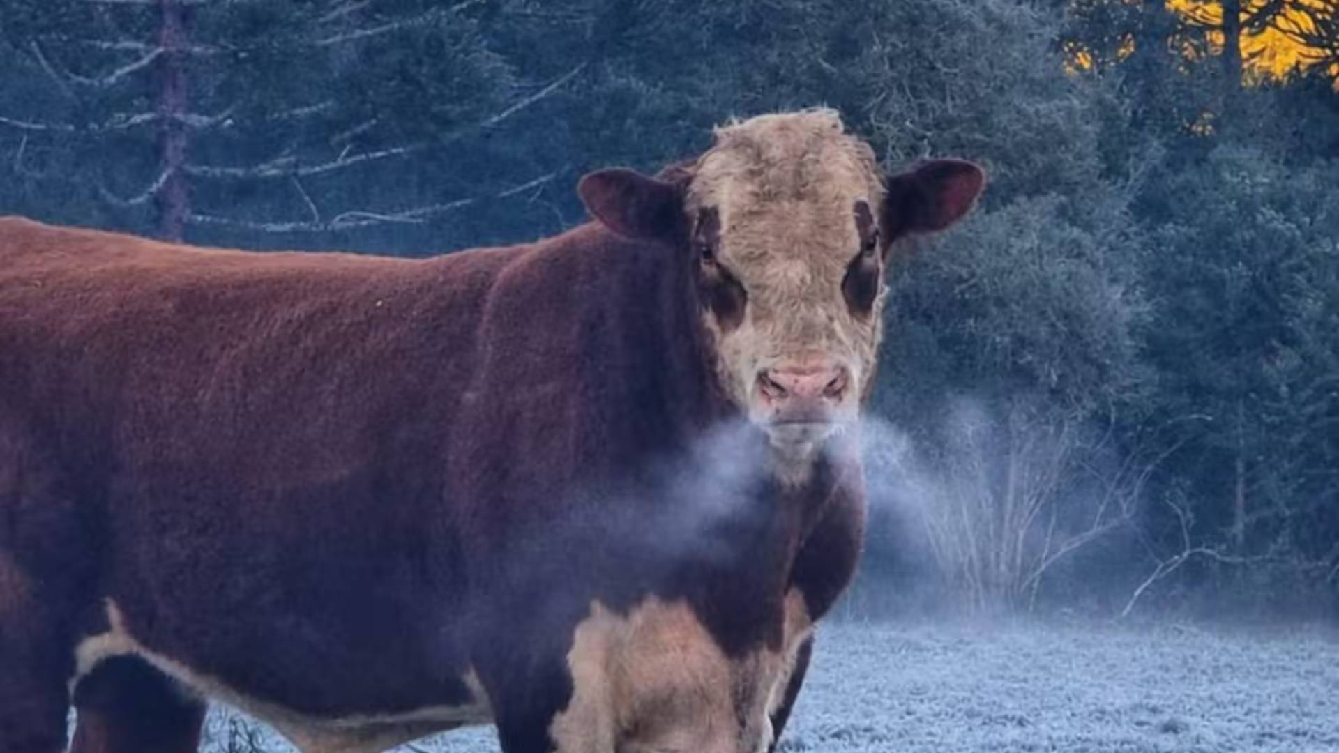 Santa Catarina registra geadas e temperatura mínima de -9°C no início desta semana