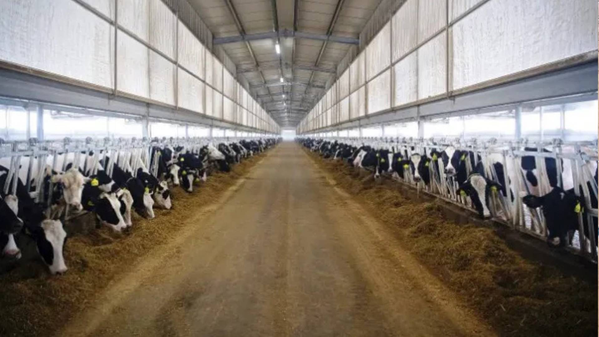 Argélia constrói megafazenda leiteira no Saara com 270 mil vacas