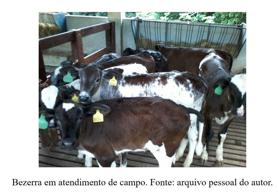 pneumonia em bezerras leiteiras