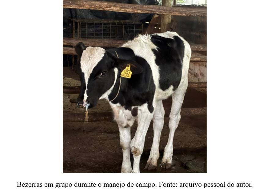 pneumonia em bezerras leiteiras