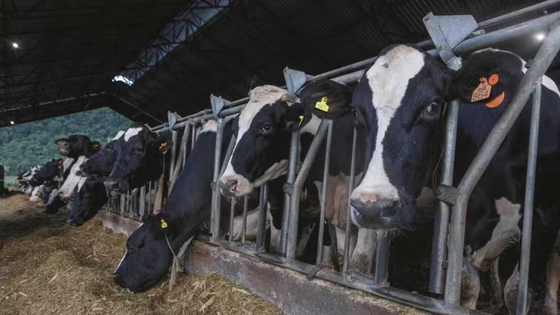 Rio Grande do Sul pode perder 94% de seus produtores de leite em 25 anos