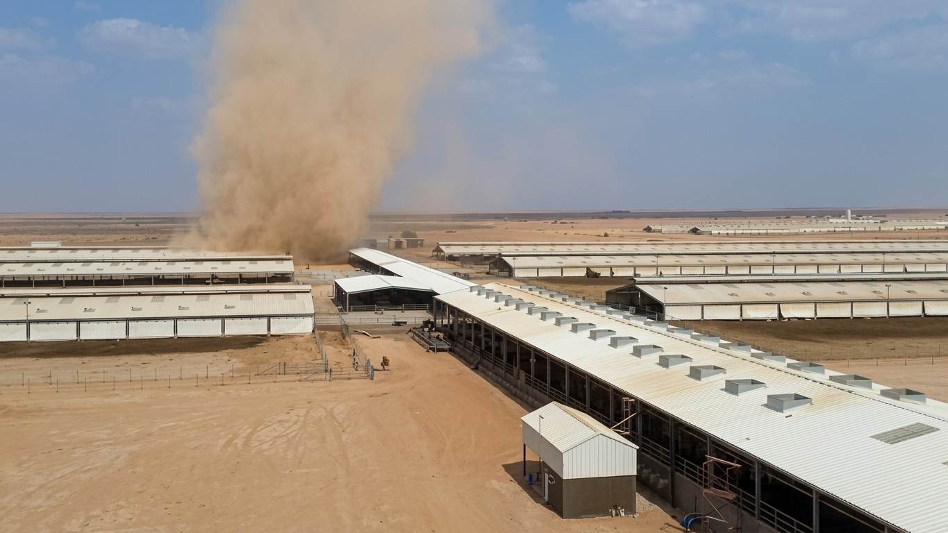 O oásis do leite no deserto: como a fazenda Al Safi produz 170 mihões de litros/ano
