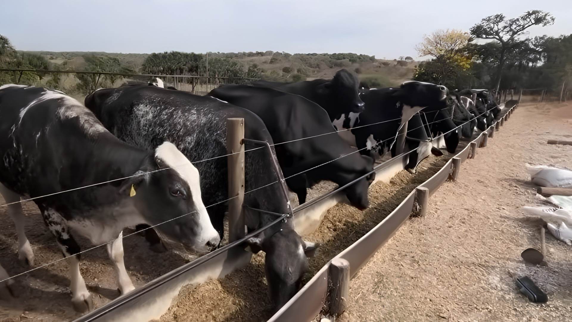 De 5 a 1.000 litros: como Zootecnia e assistência mudaram vida de pai e filho goianos