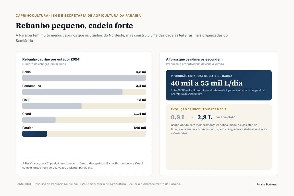 Paraíba: a estratégia do sertão do Cariri para liderar o leite de cabra no Brasil