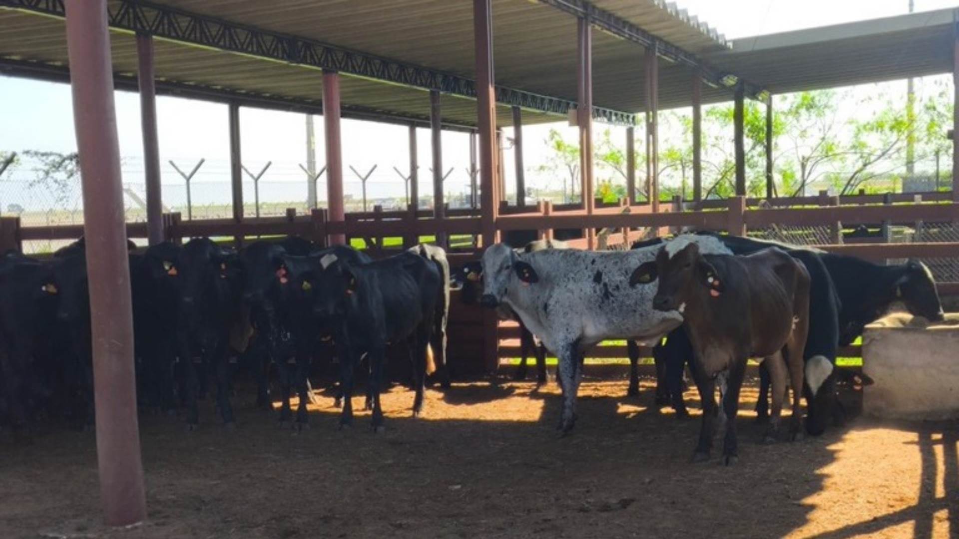 Brasil exporta 600 bovinos para Botsuana para impulsionar produção leiteira