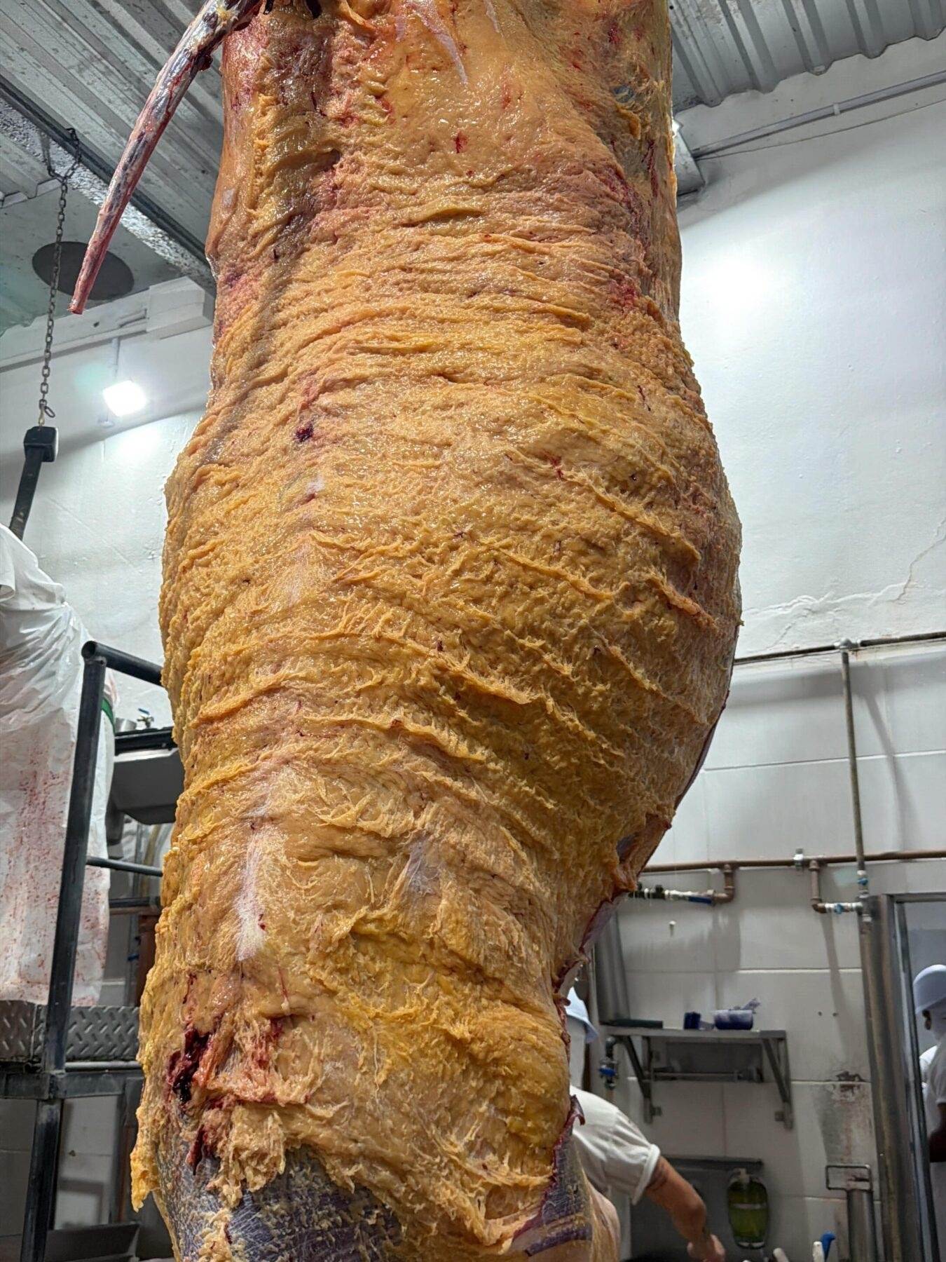 Vaca holandesa de 840 kg surpreende no abate e amplia debate sobre Beef on Dairy