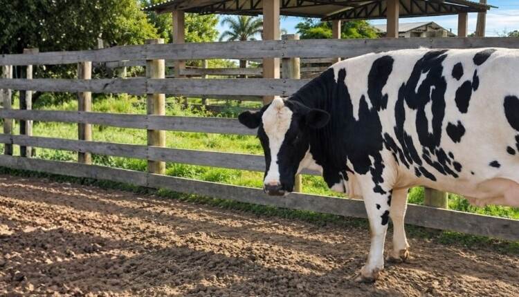 Vaca holandesa de 840 kg surpreende no abate e amplia debate sobre Beef on Dairy