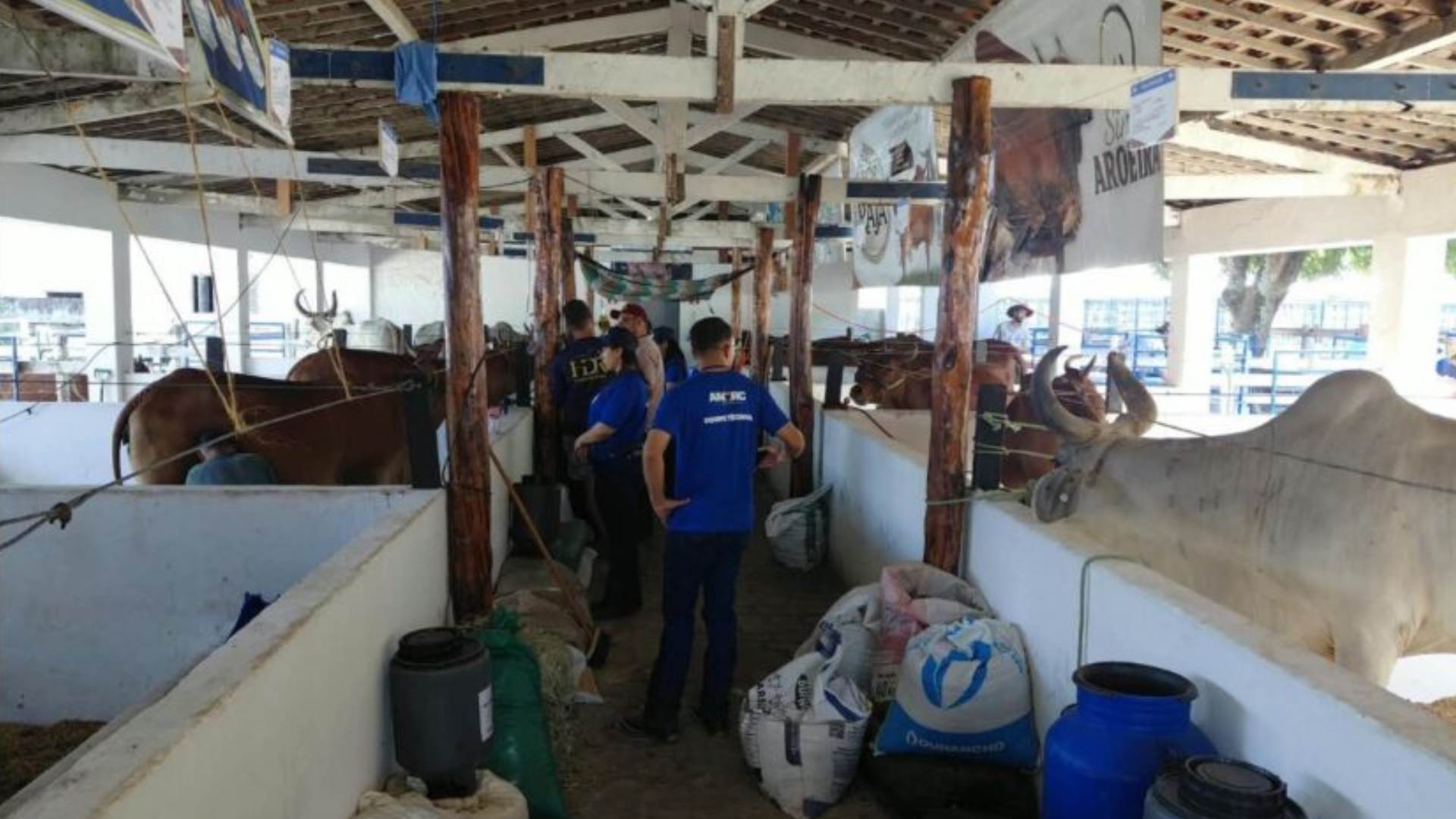 Pecuária no nordeste: Festa do Boi avalia gordura e proteína do leite para aumentar rendimento