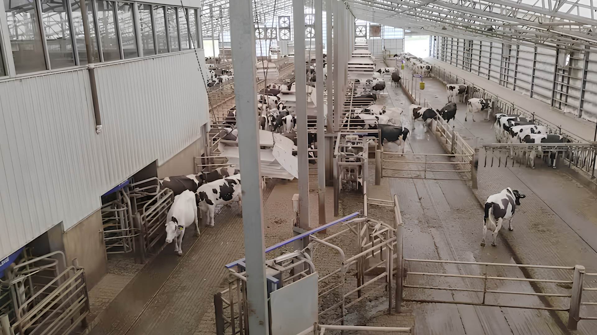 Como uma fazenda de 20 Mil vacas nos EUA transforma passivo ambiental em lucro