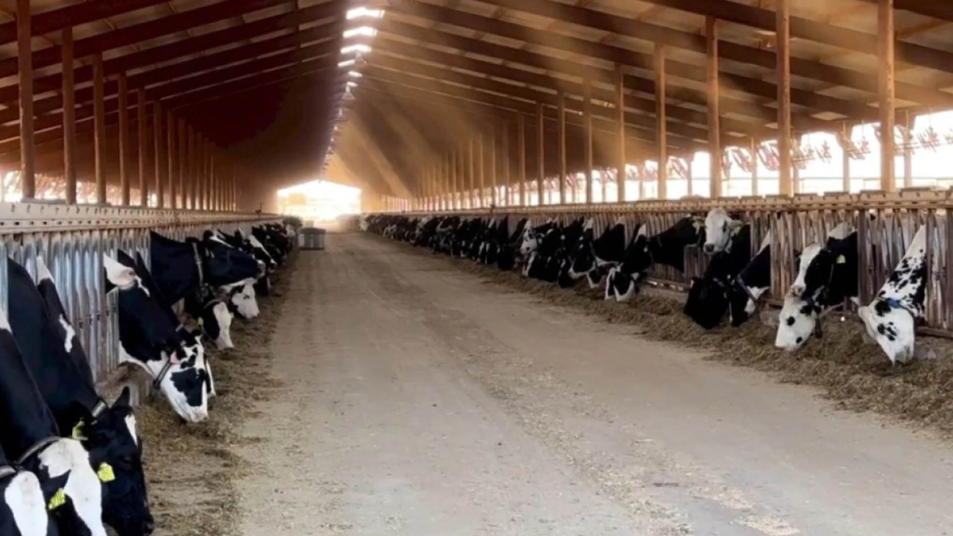 Eficiência no deserto: como a Arizona Dairy Co. reduziu seu rebanho para maximizar seu futuro