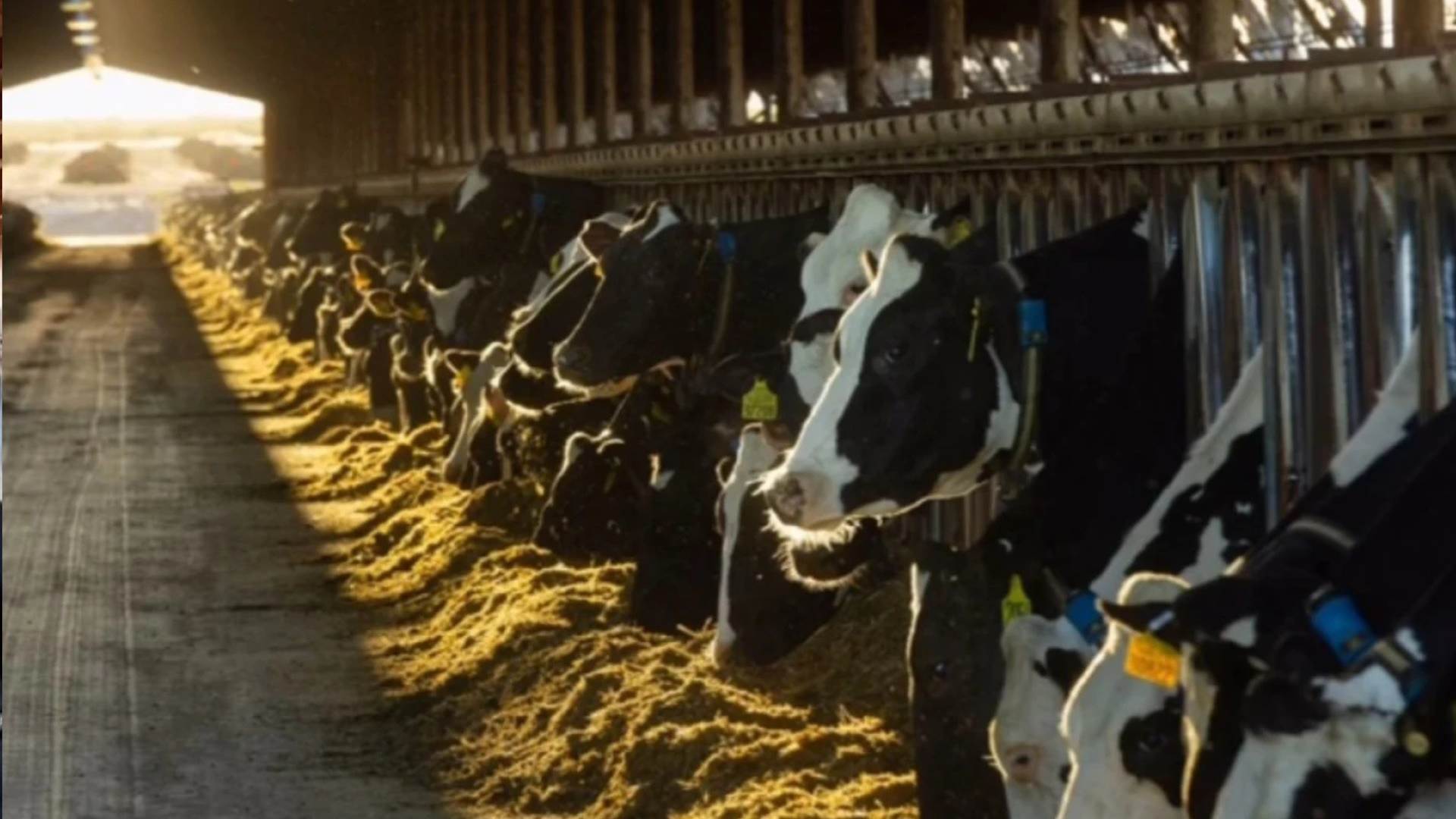Eficiência no deserto: como a Arizona Dairy Co. reduziu seu rebanho para maximizar seu futuro