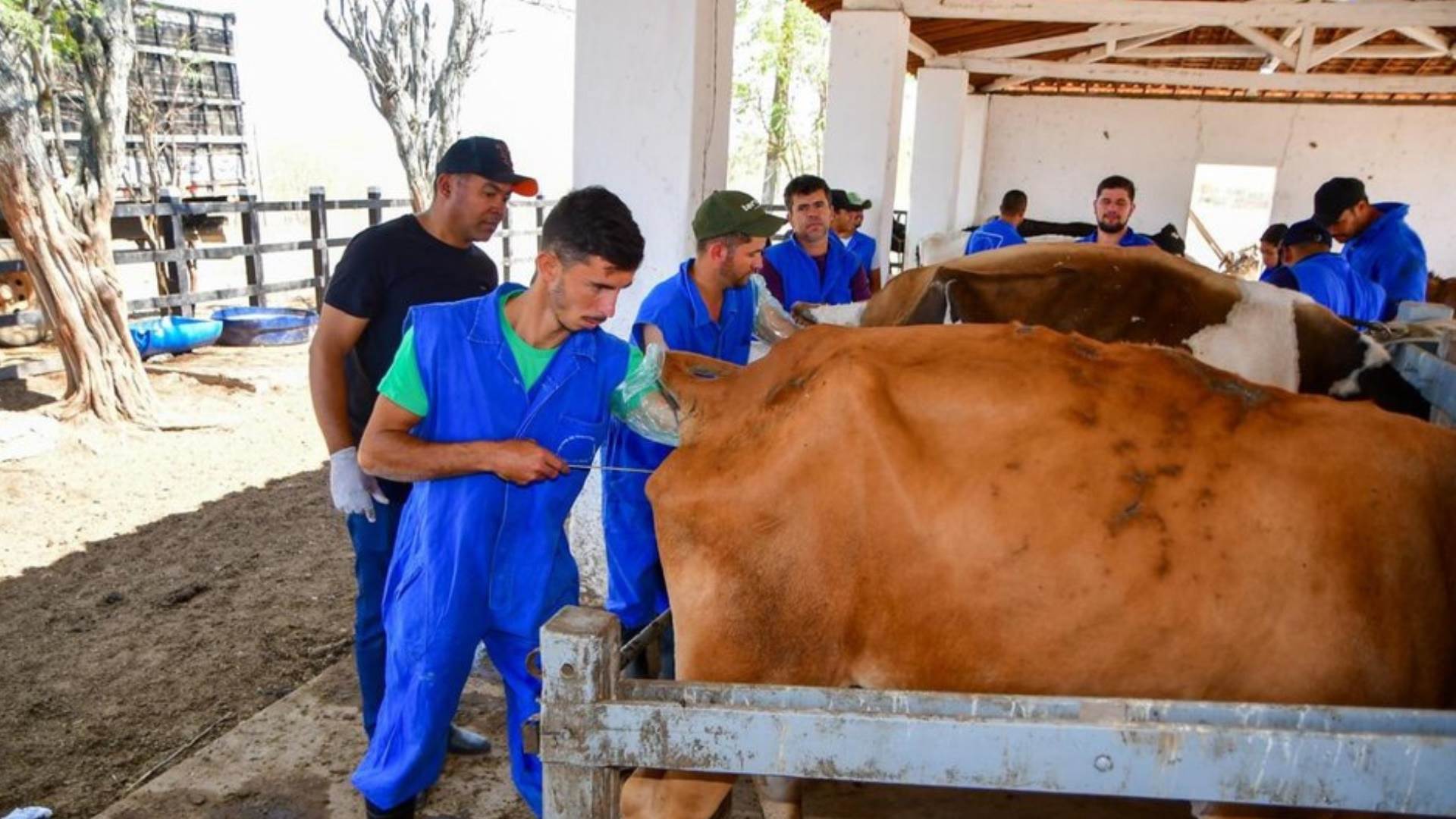 AL: Seagri capacita novos profissionais em inseminação artificial na Expo Bacia Leiteira
