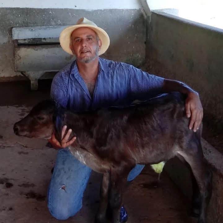 médico veterinária de vacas leiteiras Vale do Paraíba