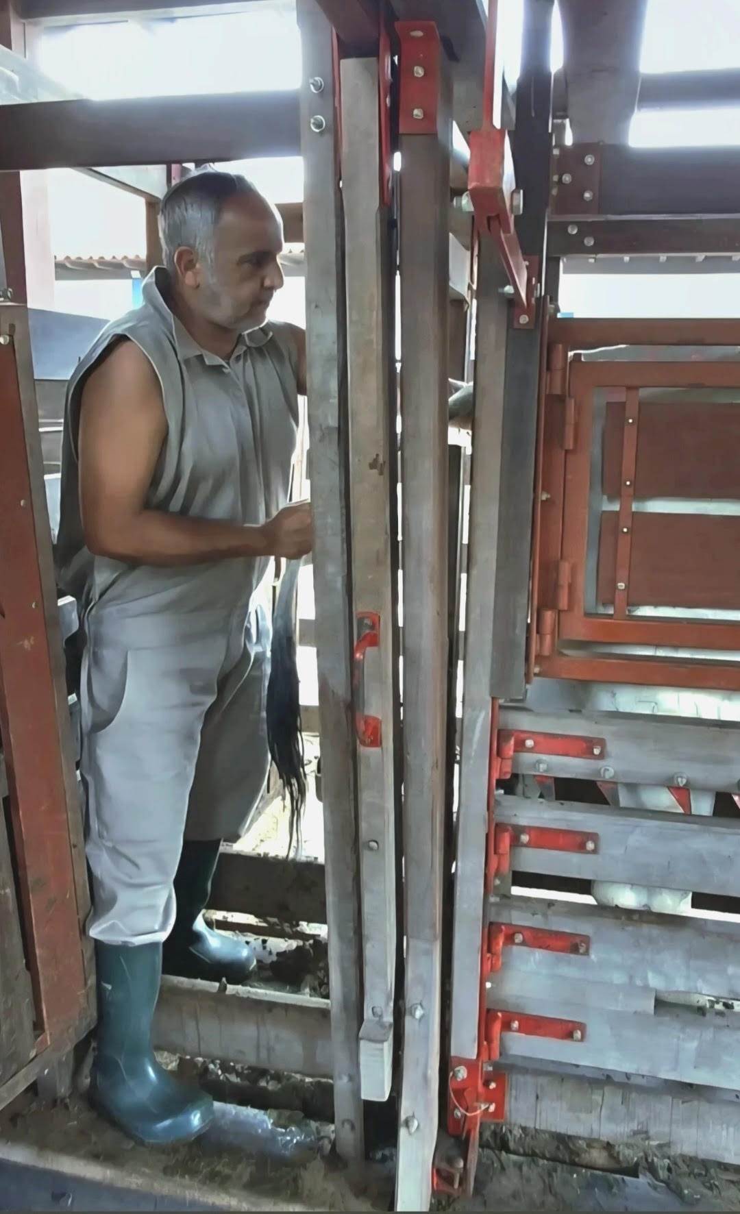 médico veterinária de vacas leiteiras Vale do Paraíba