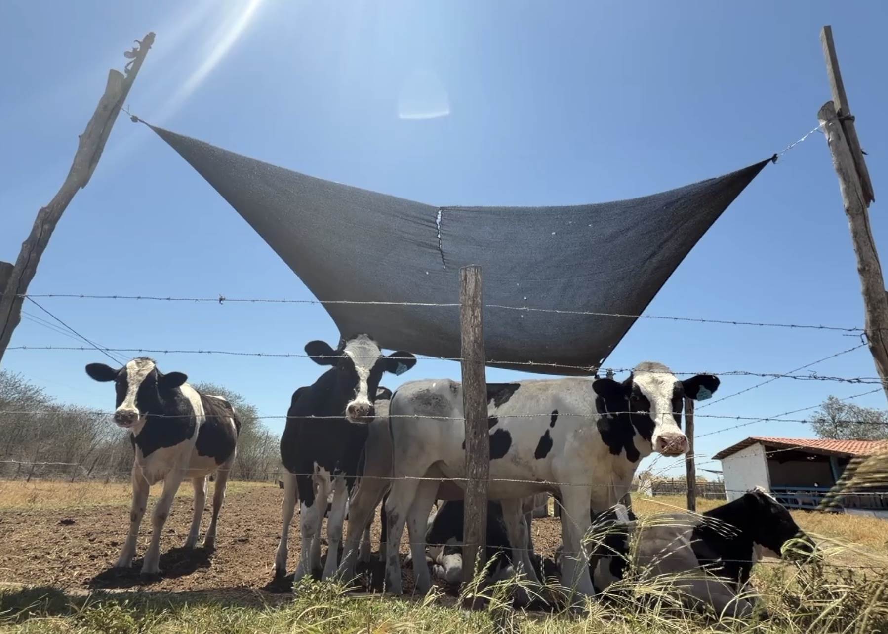 Produção de leite em Pernambuco sofre impactos do fenômeno El Niño