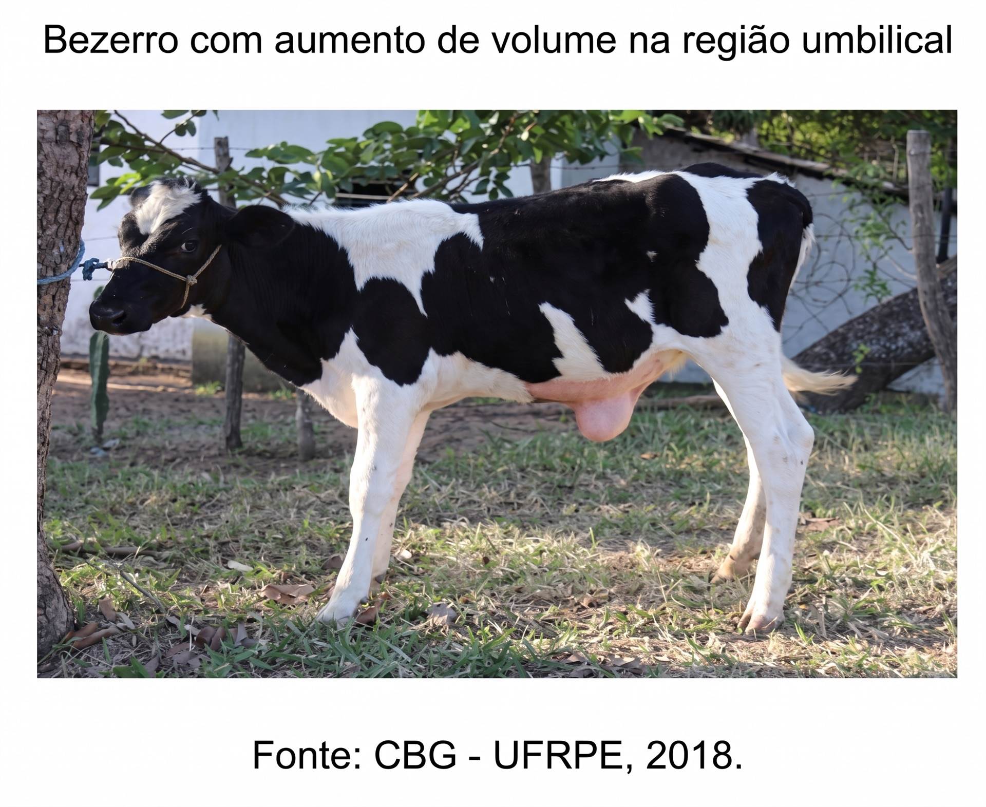 hérnia umbilical em bezerras leiteiras