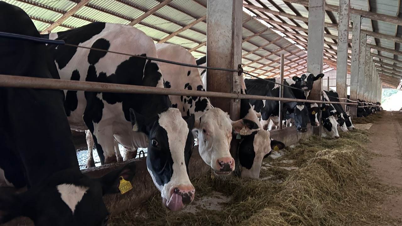 Sucessão familiar e inovação impulsionam granja leiteira em Santa Catarina