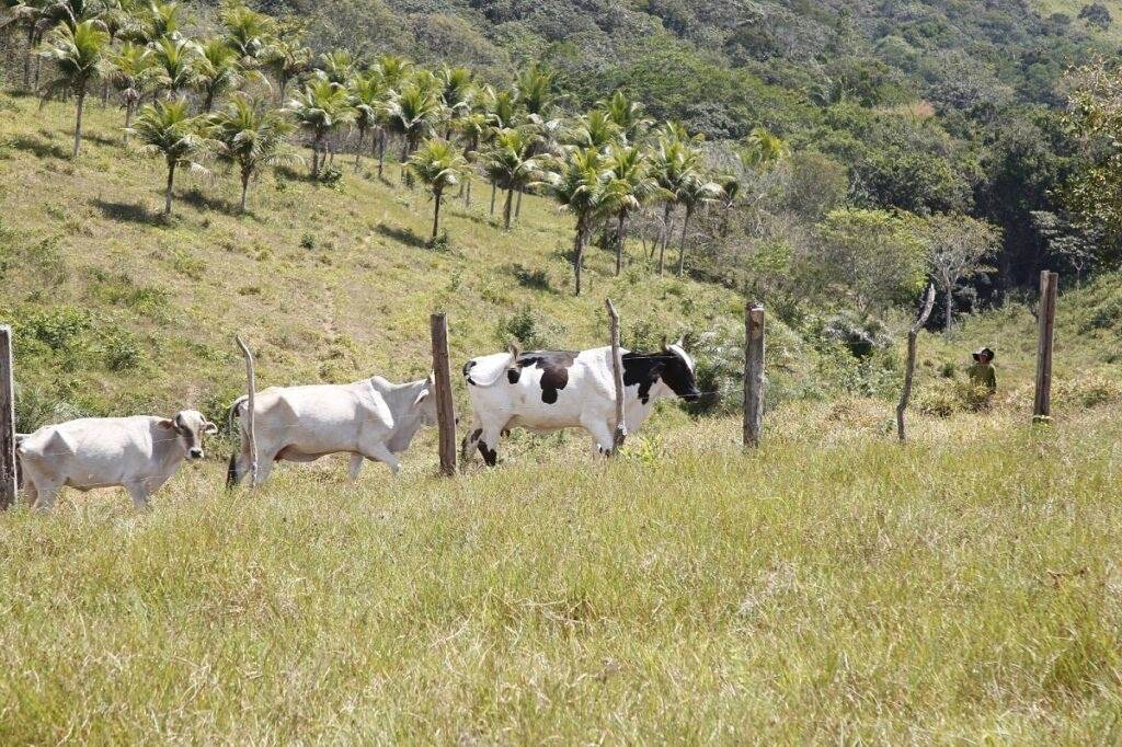 Programa de IATF gratuito beneficia pequenos produtores rurais em Sergipe