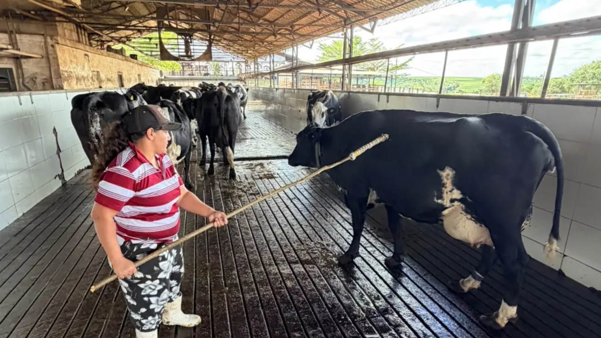 O que os casos das fazendas Congonhas e Colorado nos ensinam sobre conforto animal e produtividade