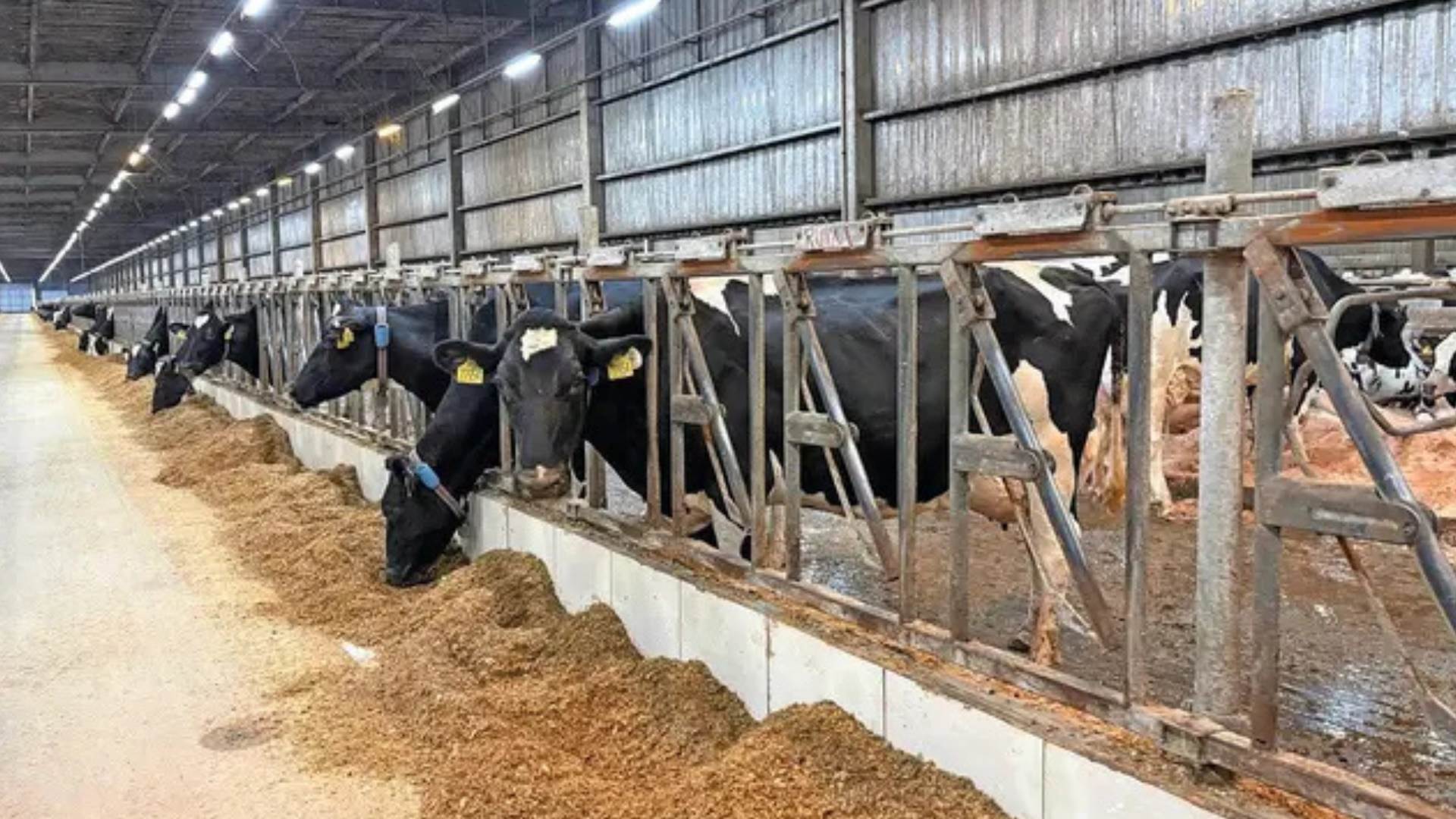 O que os casos das fazendas Congonhas e Colorado nos ensinam sobre conforto animal e produtividade