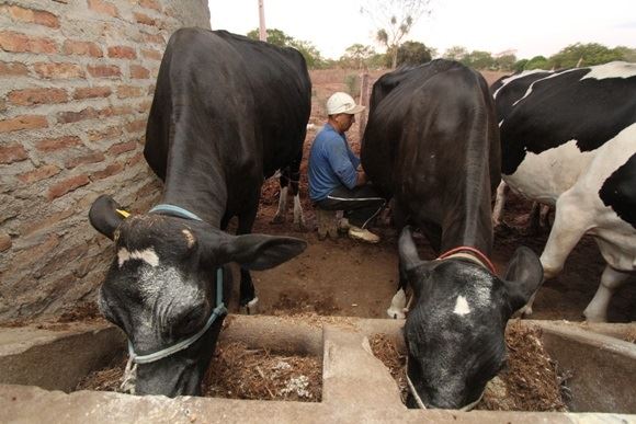 Alagoas - programa do leite