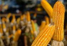 alta do preço do milho - milho 