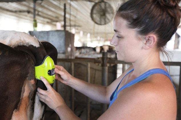 mocall - vacas - trabalho de parto 