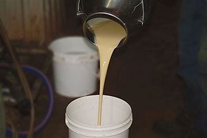 colostro bovino alimentação humana 