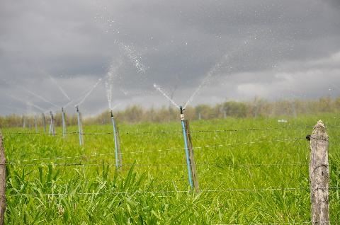 irrigação de pastagem 
