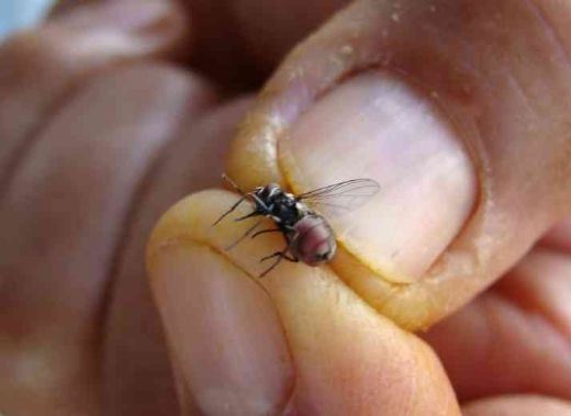 mosca-dos-estábulos 