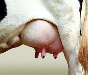 mastite bovina - nanotecnlogia 