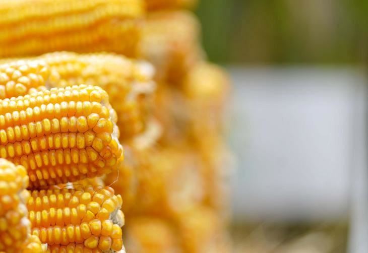 oferta de milho Conab