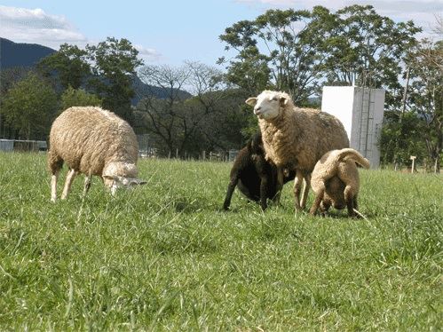 comportamento materno-filial ovelhas - cordeiros 