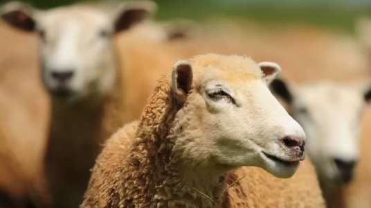 ovinos sistemas agroflorestais 